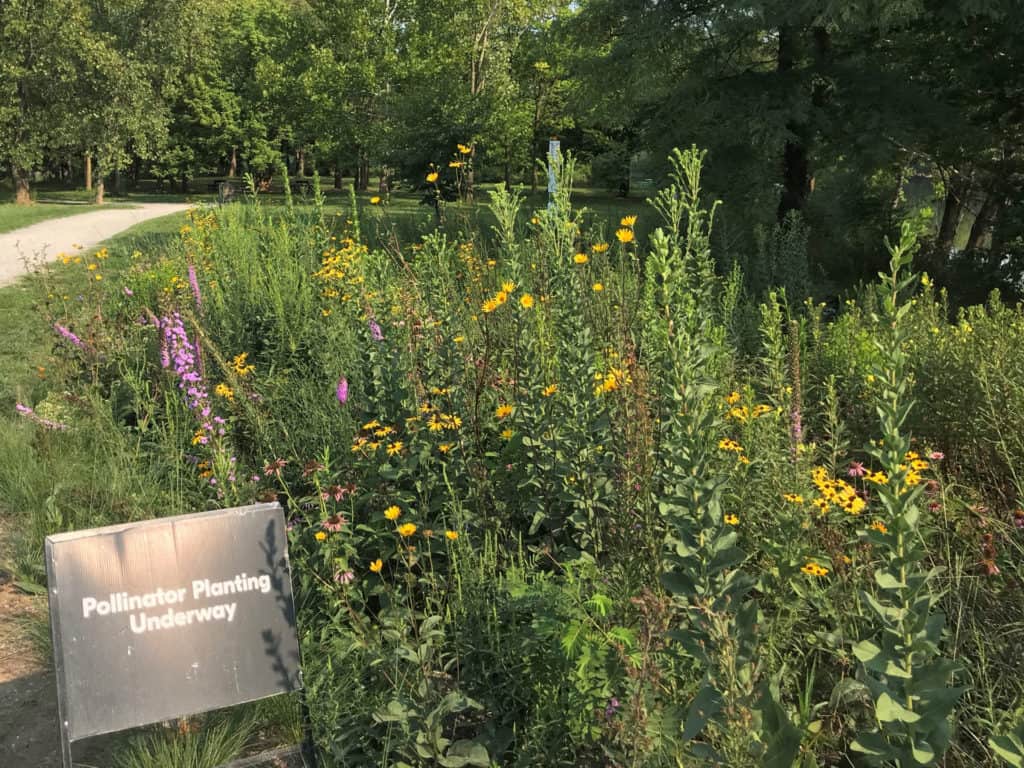 Newfields IMA Existing Pollinator Garden-at the Art and Nature Park