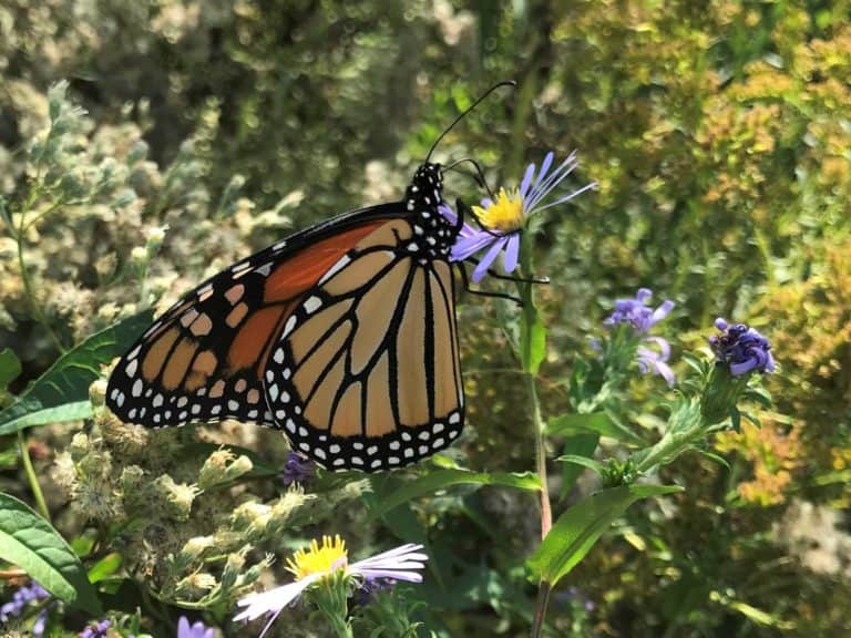 Miller Showers Monarch on swamp aster (Symphyotrichum puniceum)