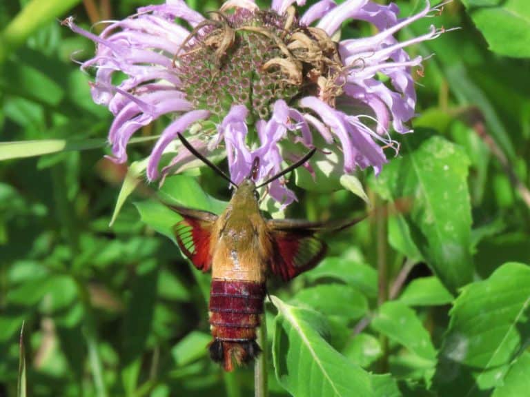 Eagle Creek Pollinator Sites Hummingbird clearwing moth on Bergamot