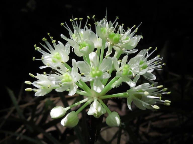 Eagle Creek Park West Side -Wild leek (Allium tricoccum) in Eagle's Crest Nature Preserve