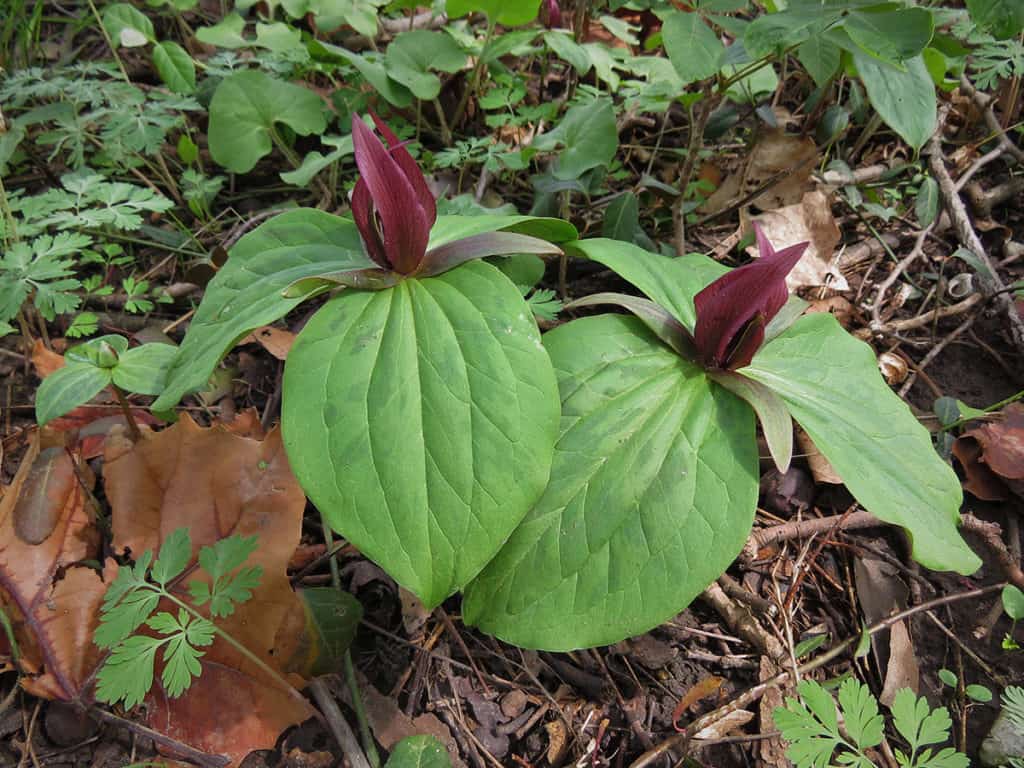 Trillium in Newfields